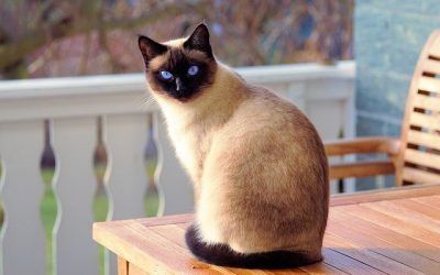 Quando os ratos se apaixonam por gatos…